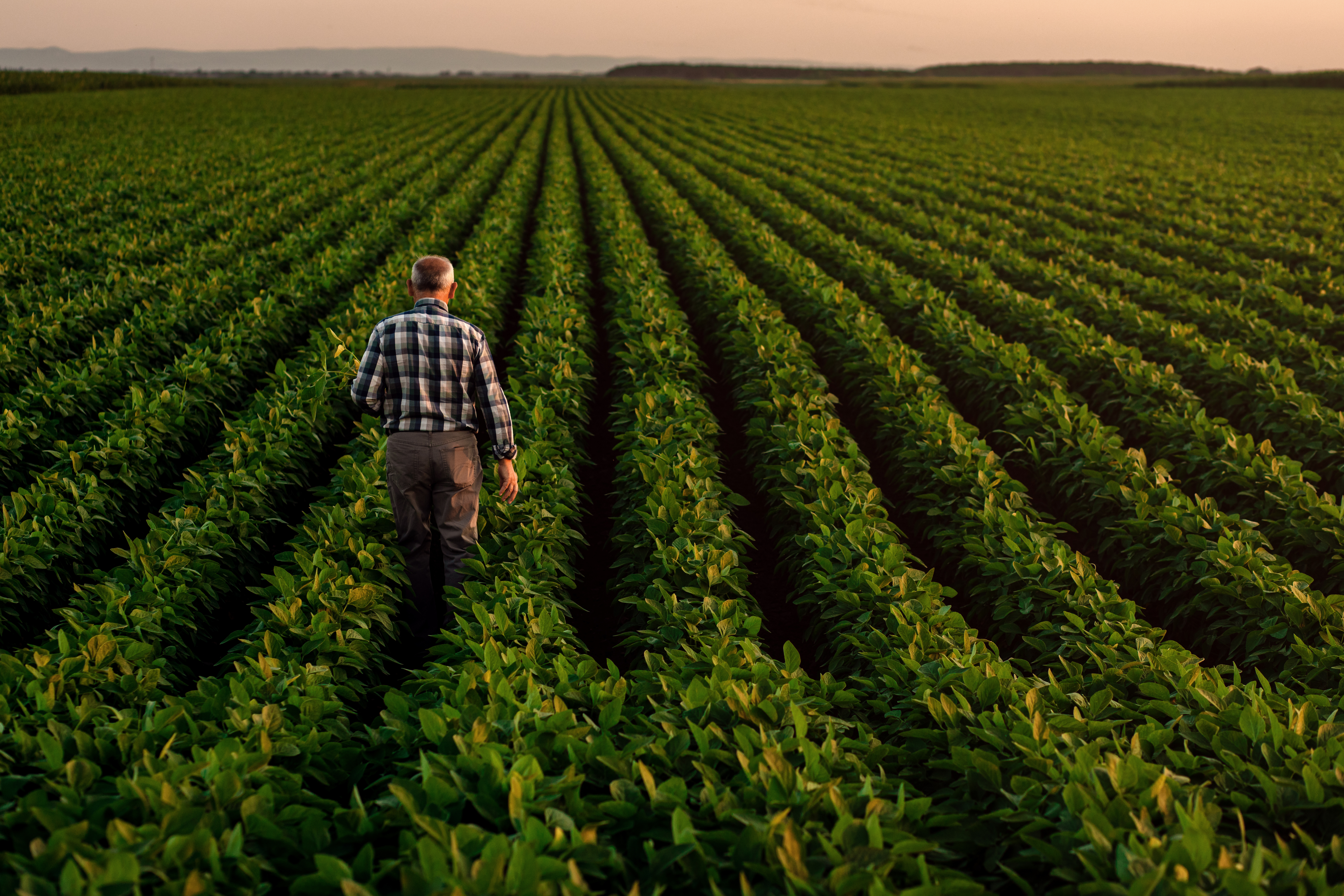 A farmer walking his rows at dusk